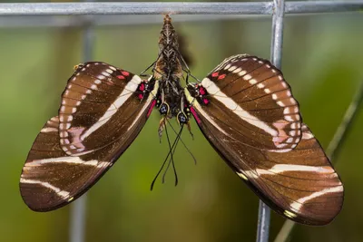 Зебра Длиннокрылая (Heliconius charithonia) | Бабочка Леди картинки