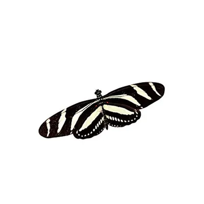 Amazon.com: Zebra Heliconian Longwing — наклейка с бабочкой — 2.75\ картинки