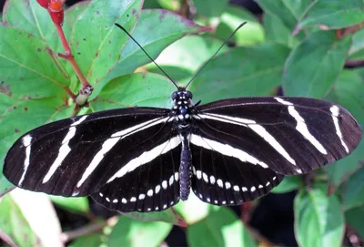 ZEBRA LONGWING BUTTERFLY ГЛЯНЦЕВЫЙ ПОСТЕР ИЗОБРАЖЕНИЕ ФОТО ПЕЧАТЬ прикольный полосатый жук 4018 | eBay картинки