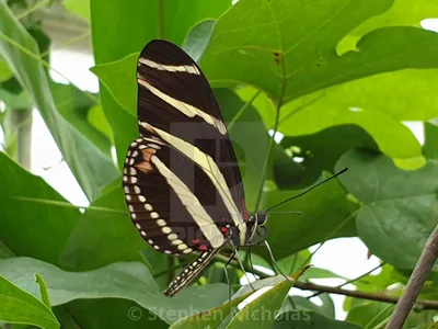 Zebra Longwing Butterfly — Лицензия, загрузка или печать за 9,91 фунтов стерлингов | Фотографии | Пикфер картинки