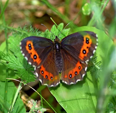 Альпы (Род Erebia) · iNaturalist Россия картинки