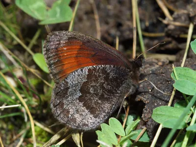 Альпы (Род Erebia) · iNaturalist Россия картинки