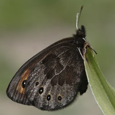 Файл:Erebia epipsodea side.jpg — Wikimedia Commons картинки