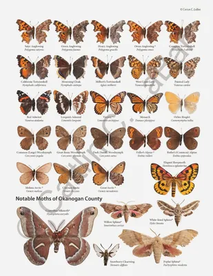 Northwest Butterflies: выходные бабочек в Sinlahekin! | Идентификация бабочек, виды бабочек, искусство бабочек картинки