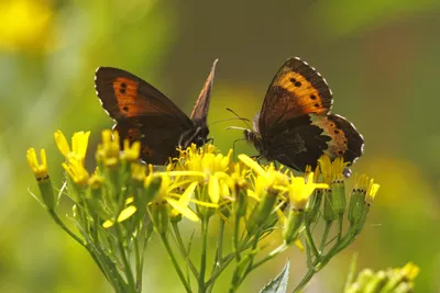 Grote erebia, erebia euryale, Большое колечко, колечко, колечки, satyridae, grote erebia, - Butterfly & Nature Photography by Silvia Reiche картинки