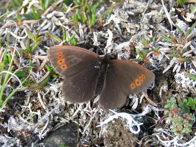 Фотографии красноватого альпийского (Erebia lafontainei) · iNaturalist картинки