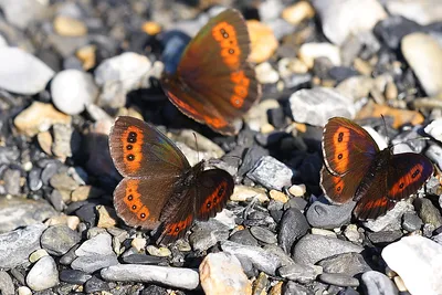 UK Butterflies - Мэтью Оутс картинки