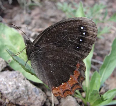 Grote erebia, erebia euryale, Большое колечко, колечко, колечки, satyridae, grote erebia, - Butterfly & Nature Photography by Silvia Reiche картинки