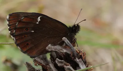 Обыкновенный альпийский (Насекомые государственного парка Стонтон) · iNaturalist картинки