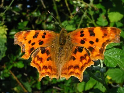 Erebia aethiops (Graubindiger Mohrenfalter) - Насекомые картинки