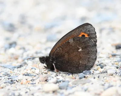 Фотоблог природы фото бабочки Silvia Reiche vlinderfotografie fotos vlinders - Butterfly & Nature Photography by Silvia Reiche картинки