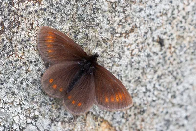 Обыкновенный альпийский (Насекомые государственного парка Стонтон) · iNaturalist картинки