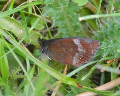 UK Butterflies - Mountain Ringlet - Erebia epiphron картинки