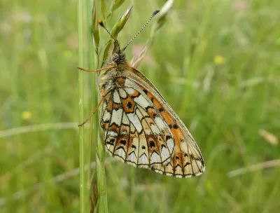 Woodland Ringlet (Erebia medusa) - ирландский натуралист картинки