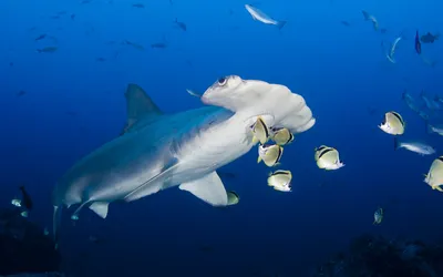 Обои для рабочего стола «Scalloped Hammerhead Shark» на рабочий стол для мобильных телефонов и ноутбуков: Wallpapers13.com картинки