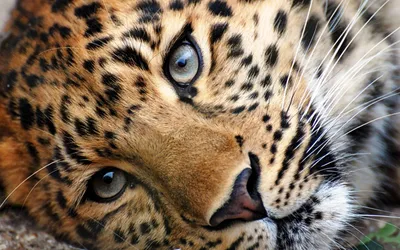 Lovely-Cheetah-Wallpapers - Блумфонтейн Курант картинки