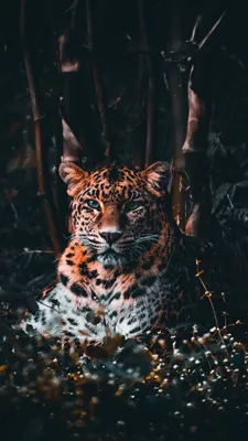 Cheetah Wallpapers - Top Best 4k Cheetah Backgrounds Download [ HD ] картинки