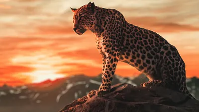 Cheetah Morning Time 4k, HD Animals, 4k Wallpapers, Images, Backgrounds, Photos and Pictures картинки