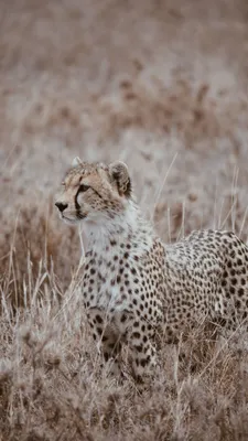 Cheetah Wallpaper Hd APK для Android для Android картинки