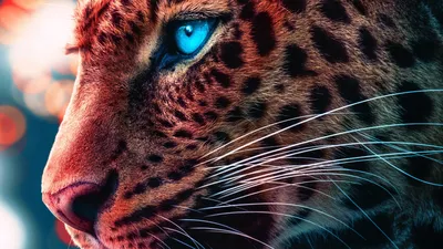 Cheetah Magical Eyes 4k, HD Animals, 4k Wallpapers, Images, Backgrounds, Photos and Pictures картинки