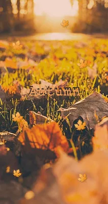 Обои на телефон | Fall wallpaper, Iphone wallpaper fall, Iphone 6 plus  wallpaper картинки