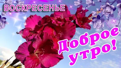 🎺 УРА ВОСКРЕСЕНЬЕ! 🎺 ДОБРОГО УТРА / ДОБРОЕ УТРО / С ДОБРЫМ УТРОМ /  ДОБРОГО УТРА ЛЮБИМОЙ / КАРТИНКИ - YouTube картинки