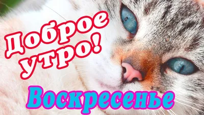 🎺 УРА ВОСКРЕСЕНЬЕ! 🎺 ДОБРОГО УТРА / ДОБРОЕ УТРО / С ДОБРЫМ УТРОМ /  ДОБРОГО УТРА ЛЮБИМОЙ / КАРТИНКИ - YouTube картинки