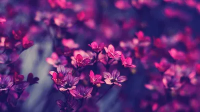 Картинки по запросу красивые картинки на рабочий стол | Purple flowers  wallpaper, Hipster wallpaper, Tumblr wallpaper картинки