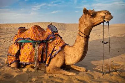 Camel HD Wallpapers - Лучшие бесплатные HD фоны Camel картинки