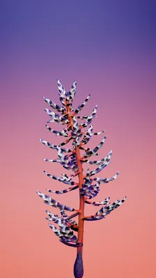 Обои обои iPhone Х 8, цветок, iPhone X wallpapers, iPhone 8, flower, iOS11,  retina, 4k, HD, WWDC 2017, ОС #15655 - Страница 11 картинки