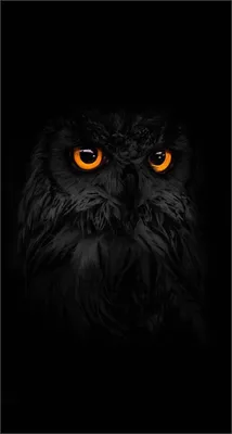 Обои iPhone wallpaper | Owl, Owl wallpaper, Animals картинки