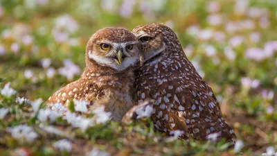 Обои для рабочего стола совы Burrowing owl вдвоем Животные 1920x1080 картинки