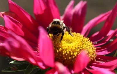 Wallpaper autumn, insects, nature, bee, asters, цветы Похожие обои: images  for desktop, section макро - download картинки