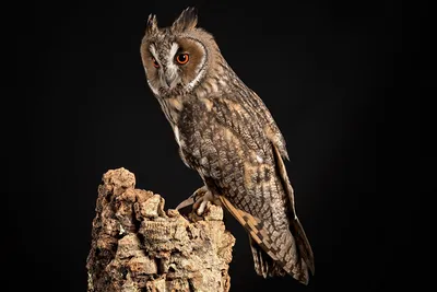 Фото сова Птицы Northern Long-Eared Owl Пень Животные Черный фон картинки