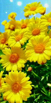 Animated gif in gifs collection by Eleni Artikou | Good morning flowers gif,  Beautiful flowers wallpapers, Android wallpaper flowers картинки