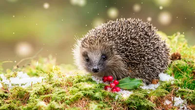 Обои ежик, снег, зима, hedgehog, snow, winter, 5K, Животные #23222 картинки