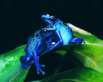 Синие лягушки обои для рабочего стола, картинки, фото, 1280x1024. | Dart  frog, Frog pictures, Frog картинки