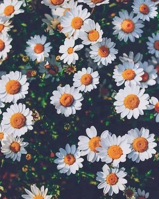 Ромашки 🌼 • • • • • #ромашки #обои #обоинателефон #лайк #лайктайм  #лайкивзаимно #лайкиinstagram #лайкибесплатн… | Aesthetic wallpapers,  Wallpaper, Pastel aesthetic картинки