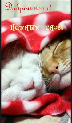 СПОКОЙНОЙ НОЧИ! 💤💗✨🌃✨💗💤 СЛАДКИХ СНОВ! 🐾😽🐾 | Ночь, Веселые картинки,  Спокойной ночи картинки