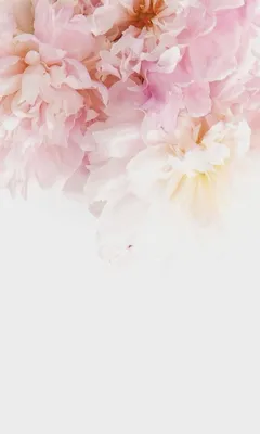 Нежные бело-розовые обои💜 | Wallpaper florido, Fotos tumblr com flores,  Papeis de parede para iphone картинки