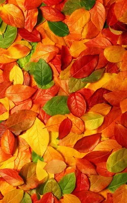 осень. листья. | Fall wallpaper, Iphone wallpaper fall, Fall pictures картинки