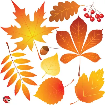 Картинки осенние листья для детей | Autumn leaves, Leaves vector, Leaf art картинки