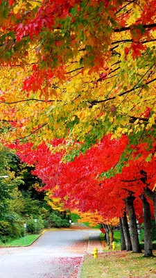 720x1280 Golden Autumn Wallpapers for Mobile Phone [HD] картинки