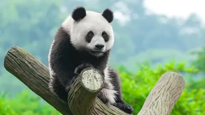 Обои панда, panda, cute animals, 4k, Животные #14878 - Страница 4 картинки