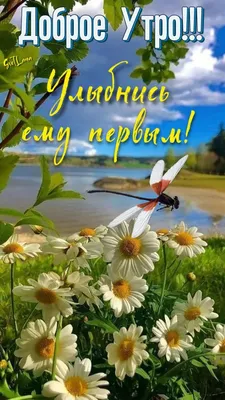 Идеи на тему «Доброе утро, ЛЕТО» (400) | доброе утро, открытки, утренние  цитаты картинки