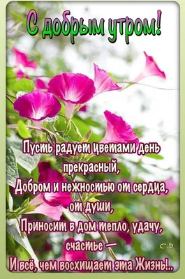 ДОБРОЕ УТРО, 🌸🍃🌺🌿🌸 ЛЕТО! | Доброе утро, Вдохновляющие цитаты, Утренние  цитаты картинки