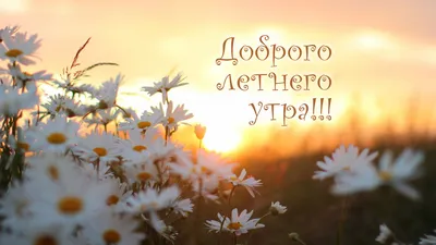 Пожелания с добрым Летним утром🌞 картинки