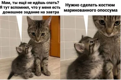 10+ смешных мемов с котиками, над которыми невозможно не смеяться картинки