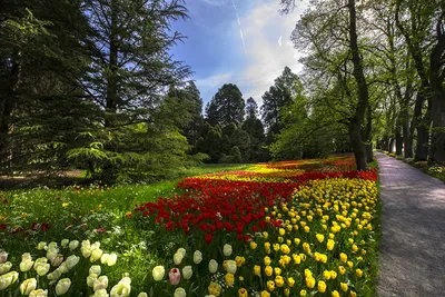 Обои для рабочего стола Германия Mainau Island Весна Природа картинки