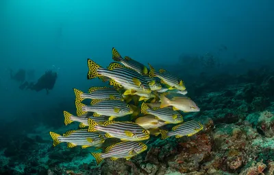 Обои море, рыбки, рыбы, стая, подводный мир, морское дно, аквалангисты,  косяк рыб, экзотические картинки на рабочий стол, раздел животные - скачать картинки